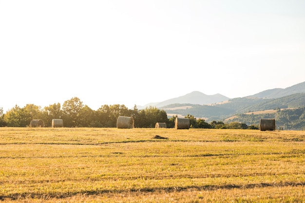 Free Photo beautiful landscape with rolls of hays in field