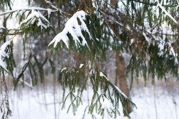 Beautiful landscape with snow on tree