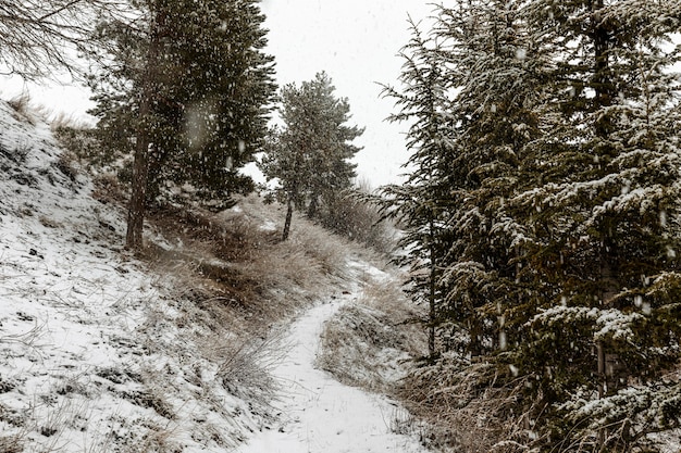 Beautiful landscape with snowflakes