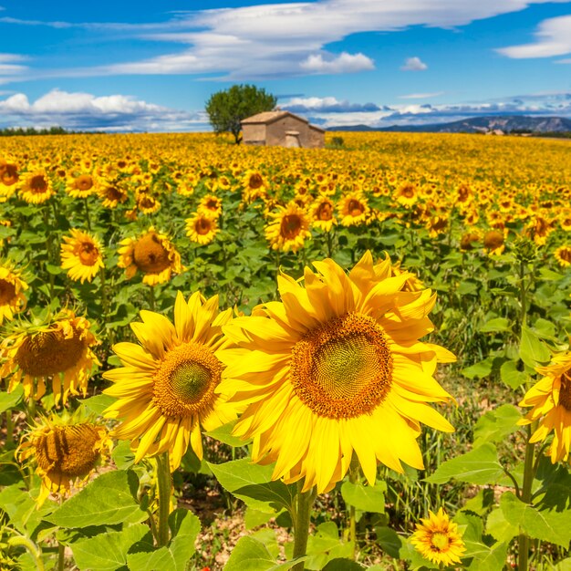 Beautiful landscape with sunflower field over cloudy blue sky and bright sun lights