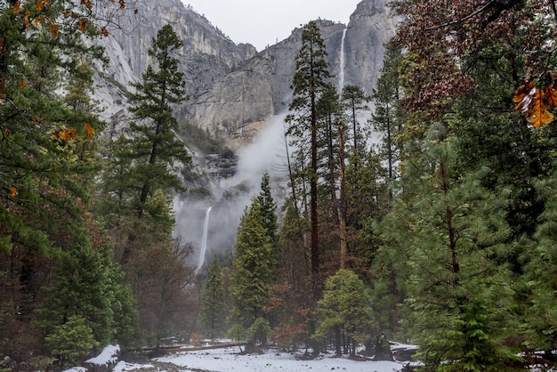 Free photo beautiful landscape with tall pine trees in yosemite national park california usa