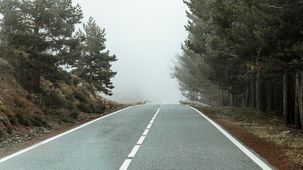 Free Photo beautiful landscape with trees and road