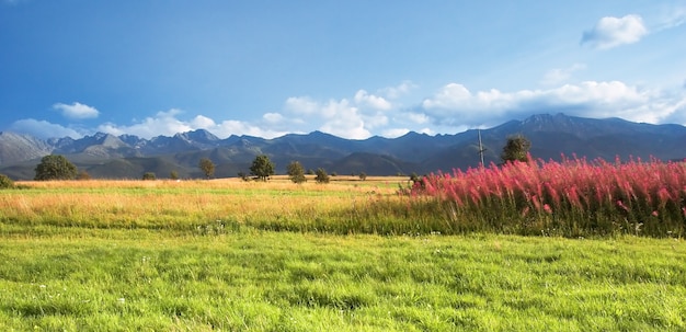 Free Photo beautiful landscape with vegetation and trees