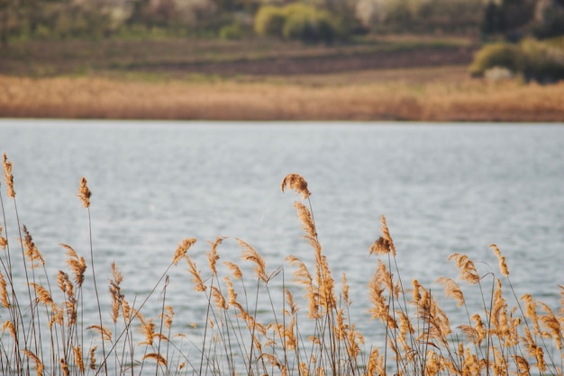 Free photo beautiful landscape with vegetation