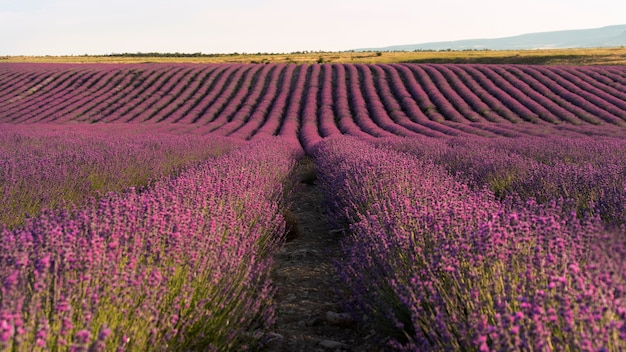 Free photo beautiful lavender field background