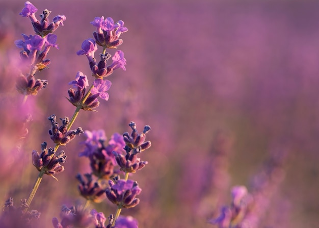 Free photo beautiful lavender field close up