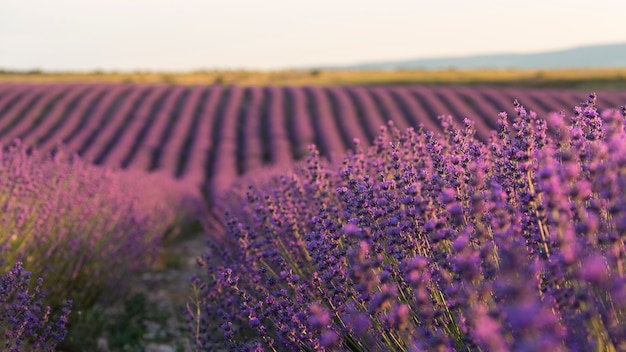 Beautiful lavender plants high angle