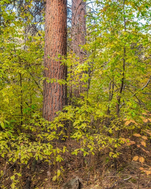 Free photo and beautiful leaves on trees in the forest