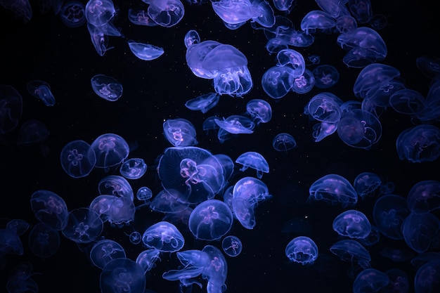 Free Photo beautiful light reflection on jellyfish in the aquarium