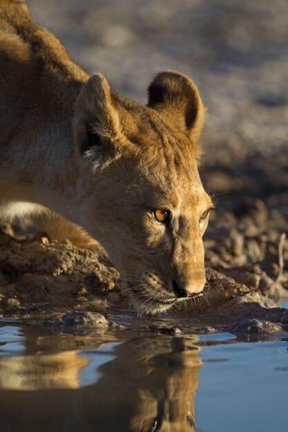 beautiful lioness drinking water from the lake with her reflection in the water