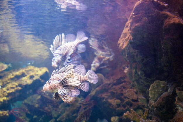 Beautiful Lionfish on the coral reefs