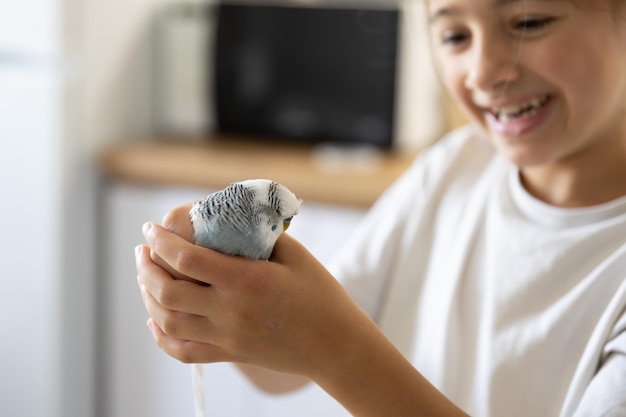 A beautiful little girl is playing with a white and blue budgie Pets concept