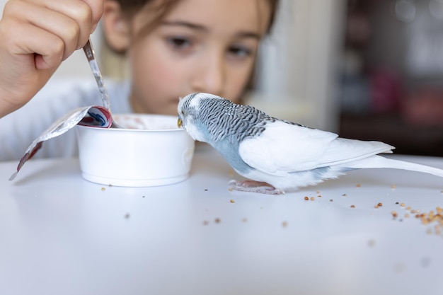 A beautiful little girl is playing with a white and blue budgie pets concept