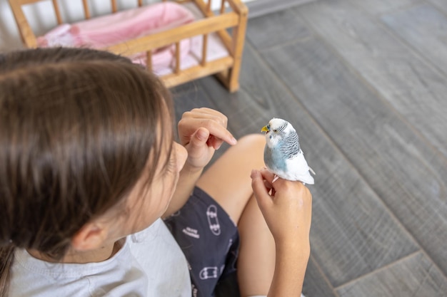 Free Photo a beautiful little girl is playing with a white and blue budgie pets concept