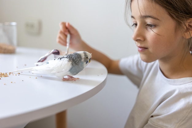 A beautiful little girl is playing with a white and blue budgie Pets concept