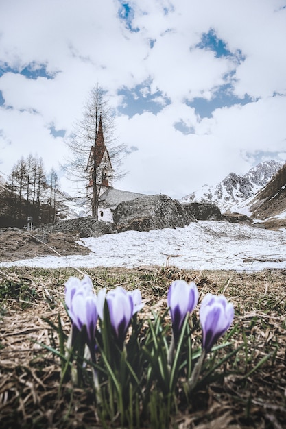 Free photo beautiful little purple flowers with a church background