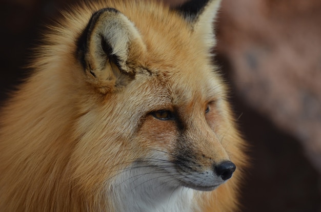 Free Photo beautiful long nose of a red fox.