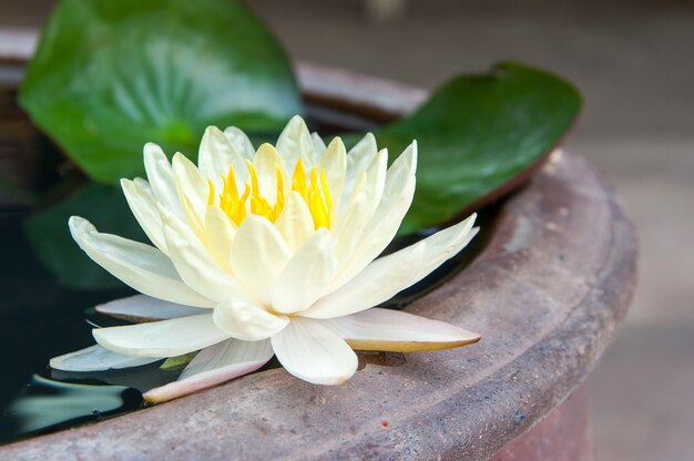 Beautiful lotus blooming in the pond