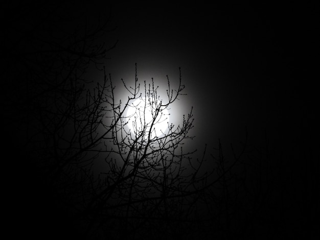 Free Photo beautiful low angle shot of a bare tree and the moon at night