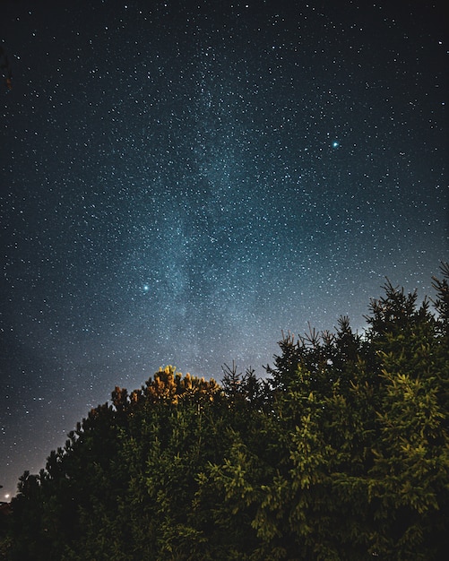 Free Photo beautiful low angle shot of a forest and the sky full of starts