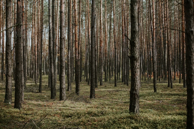 Free photo beautiful low angle shot of a forest with tall dry trees growing in the ground with fresh grass