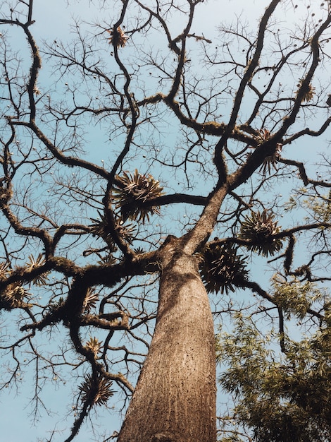 Free Photo beautiful low angle shot of a tree with long curvy branches and a clear blue sky