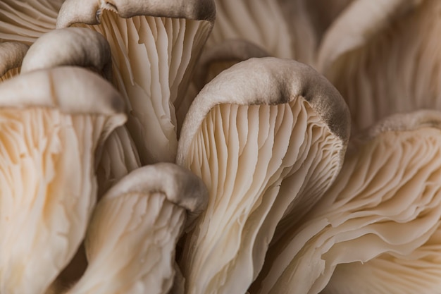 Beautiful macro fresh mushroom