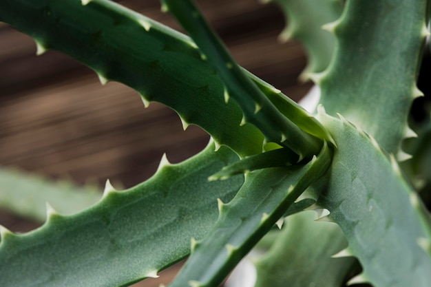 Beautiful macro green plant concept