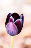 Free photo beautiful macro picture of a velvet purple tulip - perfect wallpaper for phones