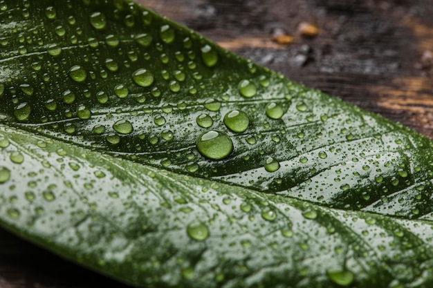 Free photo beautiful macro plant with rain drops