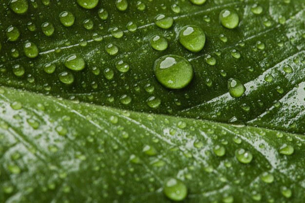 Beautiful macro plant with rain drops