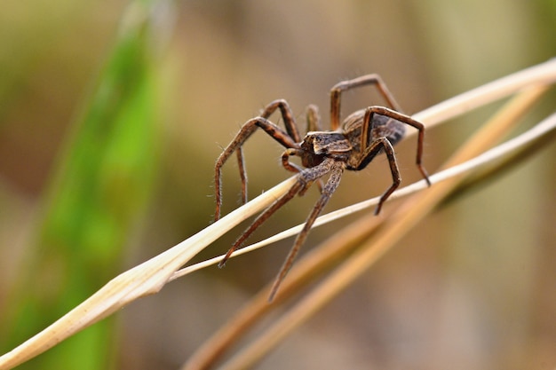 Free photo beautiful macro shot of spider in grass.