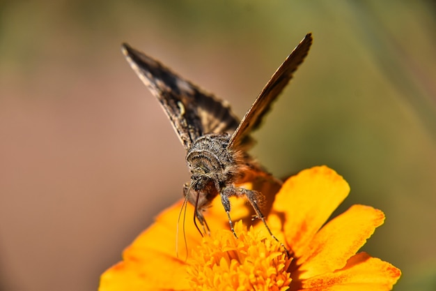 Free Photo beautiful macro view of a brown and white butterfly on the yellow flower