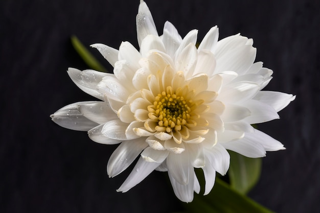 Free photo beautiful macro white flower