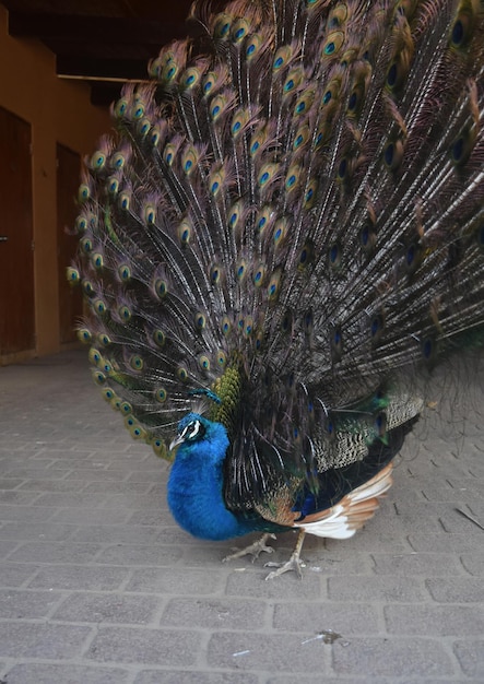 Free photo beautiful male peacock with its feathered extended