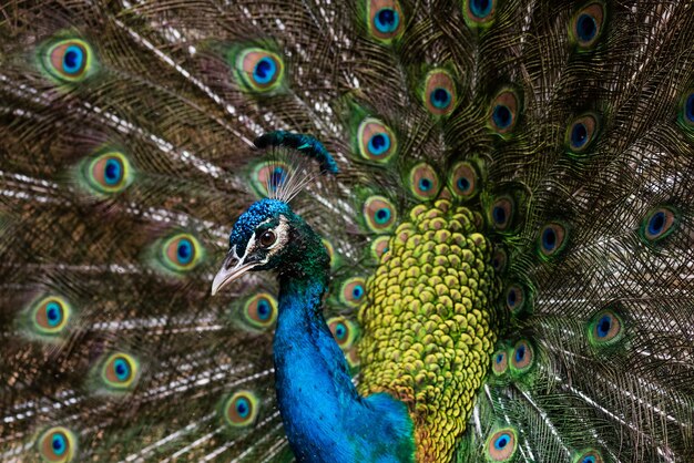 Beautiful male peafowl with opened feathers