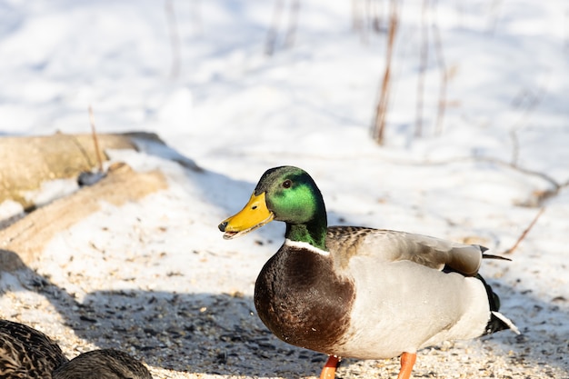 Beautiful mallard standing on a snowy surface