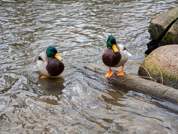 Beautiful mallards in clear water near the riverbank