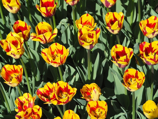 Free photo beautiful mesmerizing tulipa sprengeri flowering plants in the middle of the field