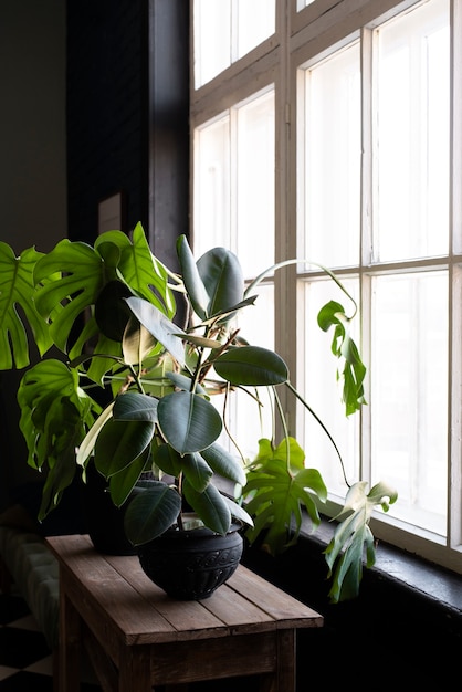 Beautiful and modern plants deco