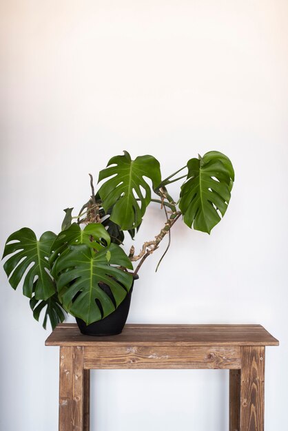 Beautiful and modern plants deco