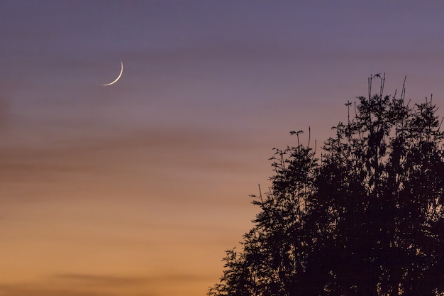 Beautiful moon in the colorful sky over the trees