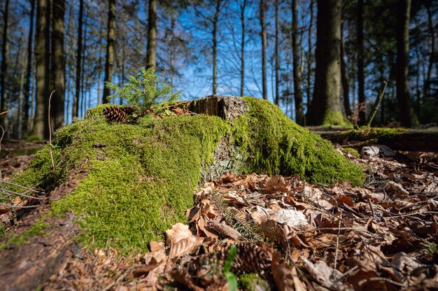 Beautiful moss-covered tree trunk in the forest captured in Neunkirchner Höhe, Odenwald, Germany