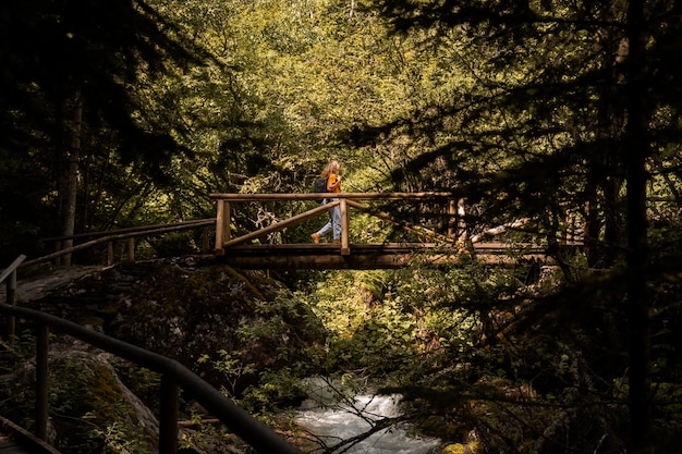 Beautiful mountain forest landscape