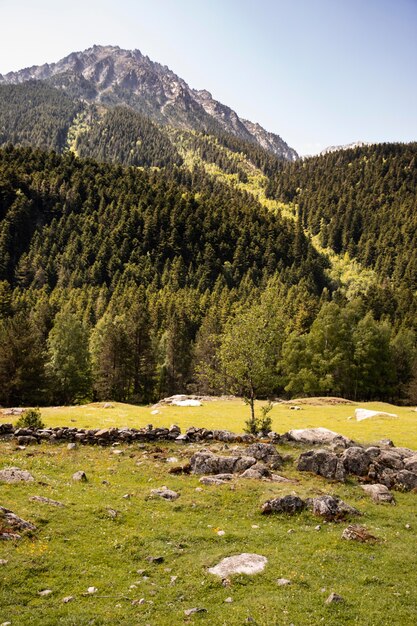 Beautiful mountain forest landscape