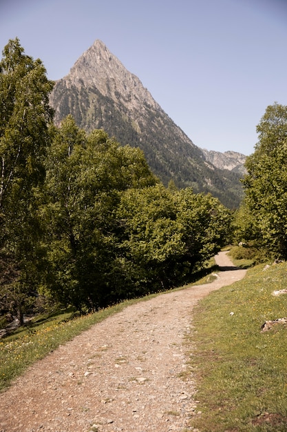 Beautiful mountain forest landscape