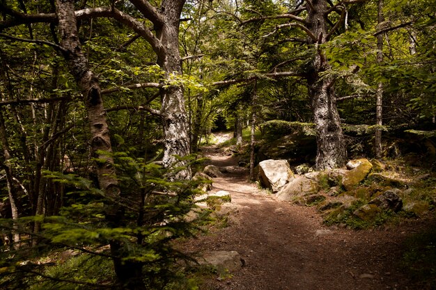 Beautiful mountain forest landscape