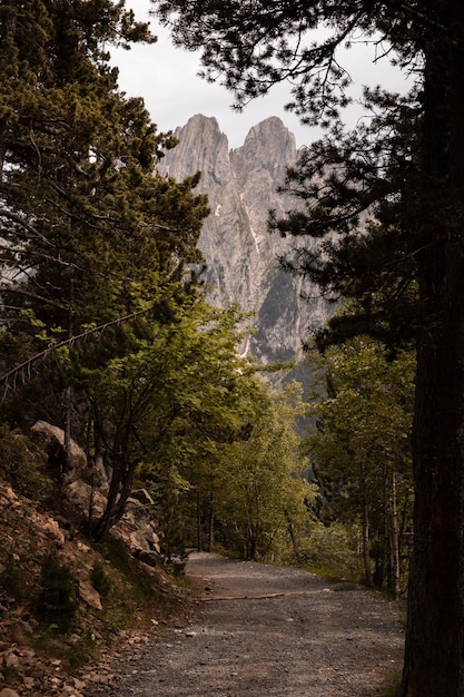 Beautiful mountain forest landscape