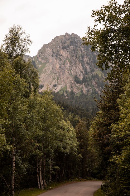 Free photo beautiful mountain forest landscape