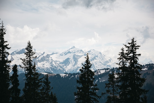 Beautiful mountains in the snow and the trees